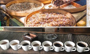 COFFEE PLANTATION