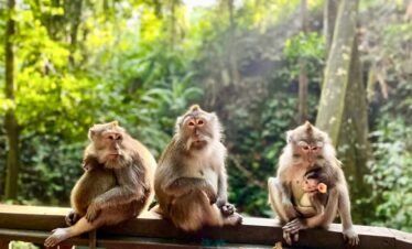 MONKEY FOREST