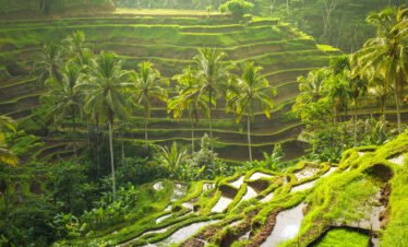 TEGALALANG RICE TERRACE